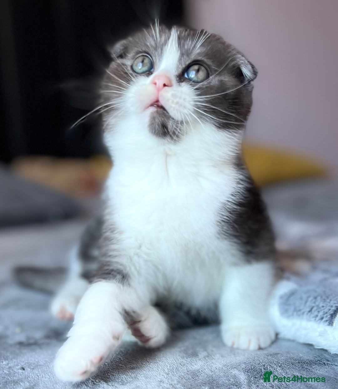 Scottish Fold cats for sale: Scottish - Advert 2