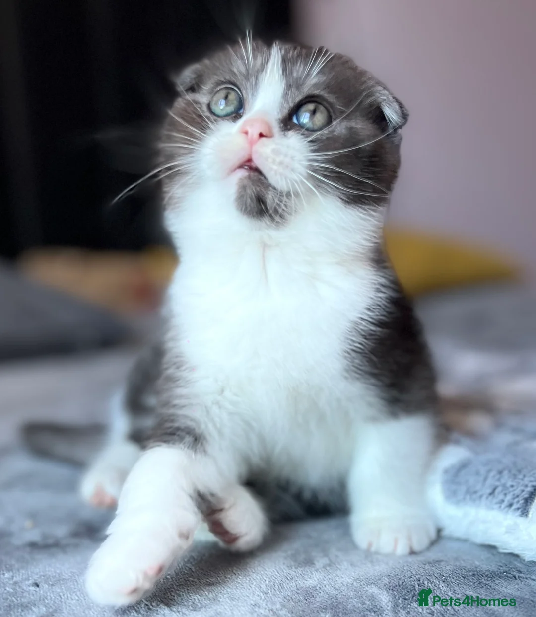 Scottish Fold cats for sale: Pedigree Scottish fold - Advert 9