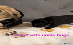Pug dogs for sale: Pug Puppies - Image 30