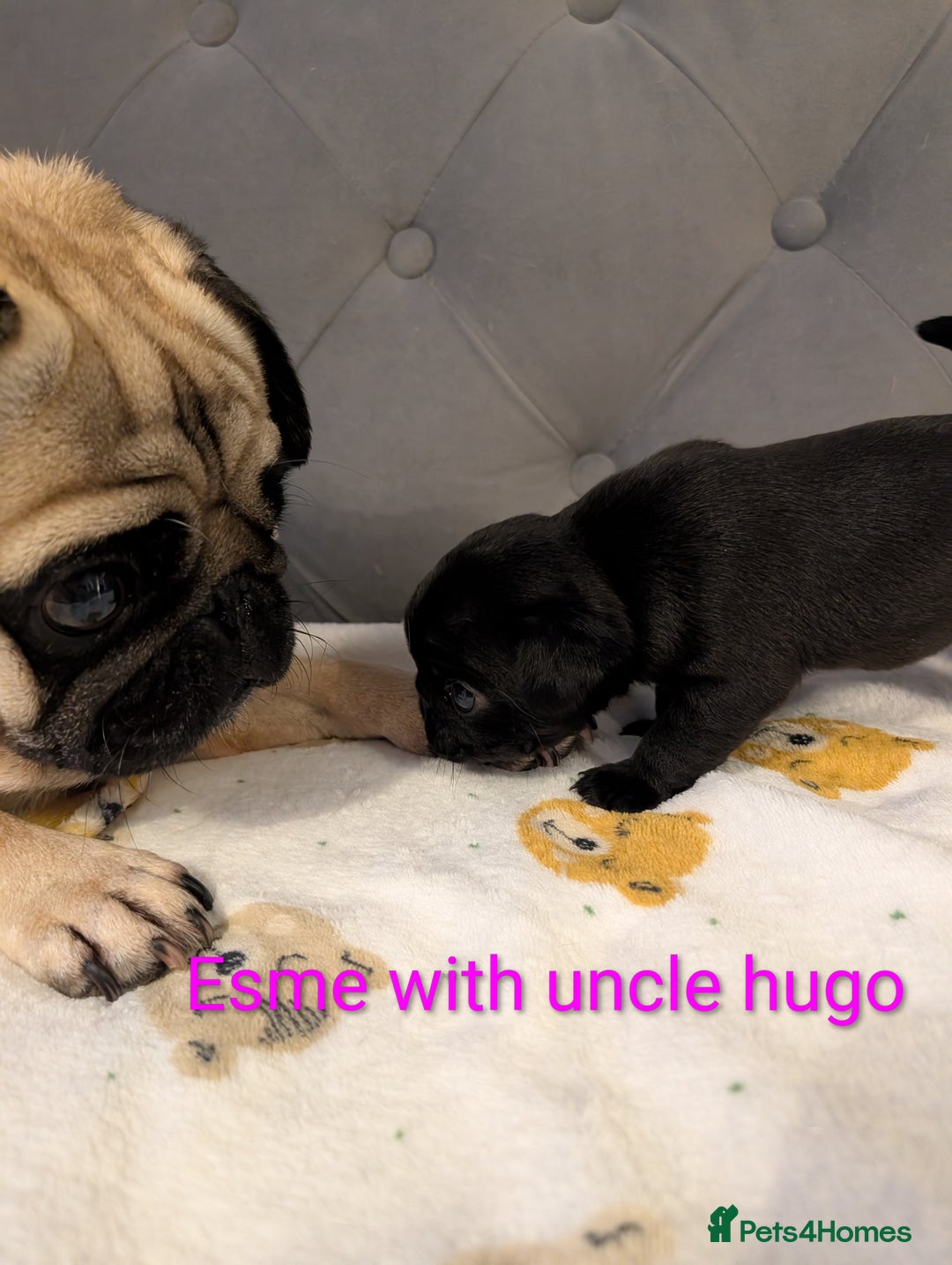 Pug dogs for sale: Pug Puppies - Image 30