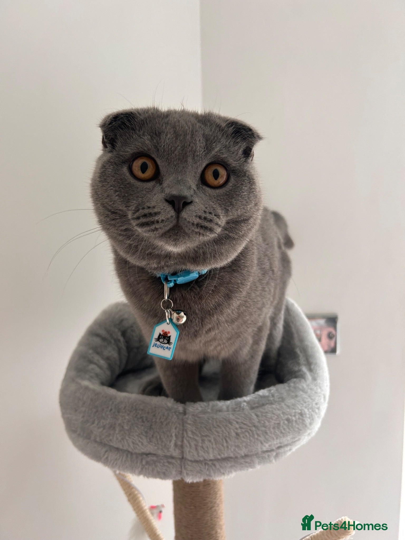 Scottish Fold cats Scottish Fold for Rehoming - Advert 6