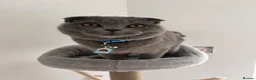 Scottish Fold cats for sale: Scottish Fold for Rehoming - Advert 1