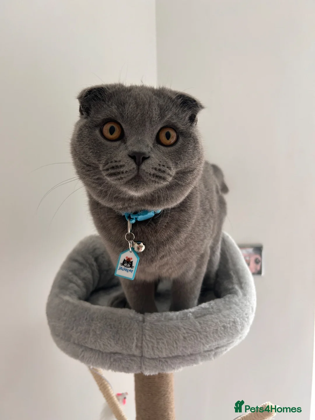 Scottish Fold cats for sale: Scottish Fold for Rehoming - Advert 1