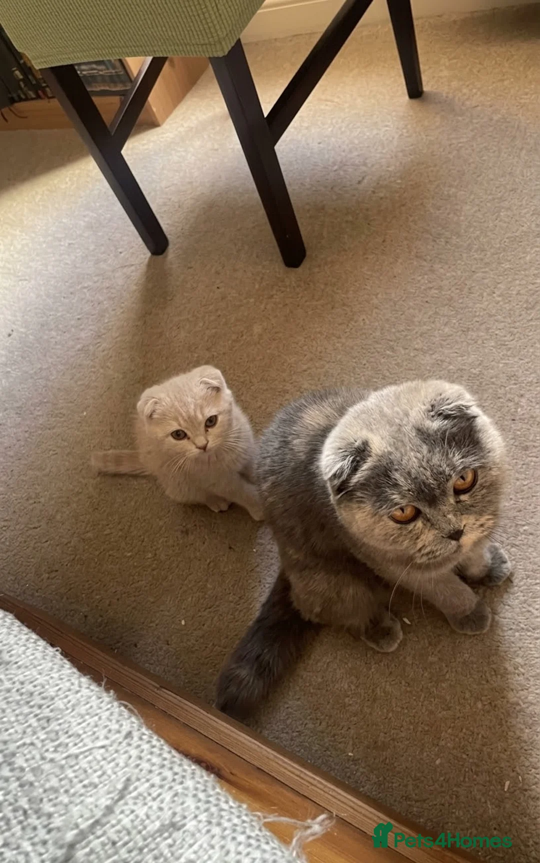Scottish Fold cats for sale: Scottish fold male - Advert 2