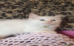 Ragdoll cats for sale: 💖Beautiful GCCF Registered Ragdoll Kittens. - Image 23