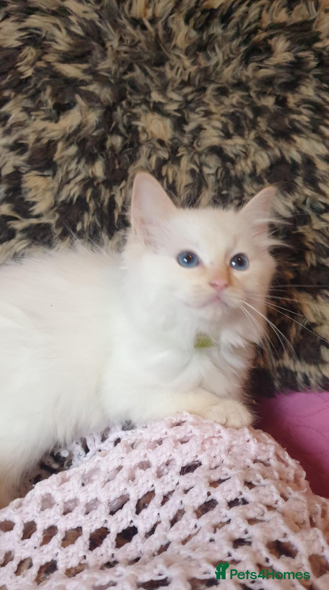 Ragdoll cats for sale: 💖Beautiful GCCF Registered Ragdoll Kittens. - Image 23