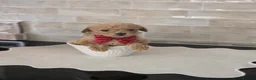 Maltipoo dogs for sale: Tiny toy teddy faced Maltipoo puppies  - Advert 9