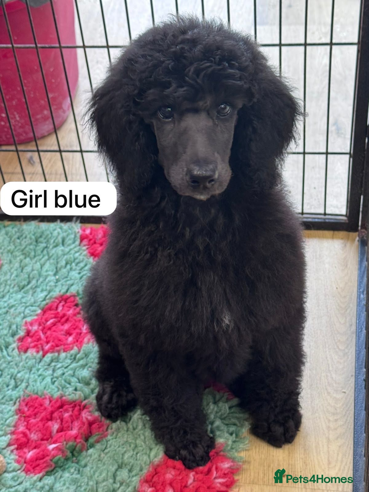 Standard Poodle dogs STANDARD POODLE PUPPIES FULLY TESTED PARENTS  - Advert 5