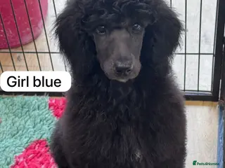 Standard Poodle dogs STANDARD POODLE PUPPIES FULLY TESTED PARENTS - Advert 5