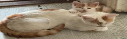 Domestic Shorthair cats for sale: Lovely kittens  - Advert 1