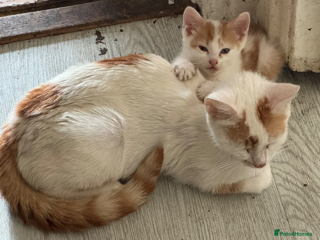 Domestic Shorthair cats for sale: Lovely kittens  - Advert 1