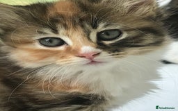 Egyptian Mau cats for sale: Adorable Calico Kitten Seeking Forever Home - Image 1