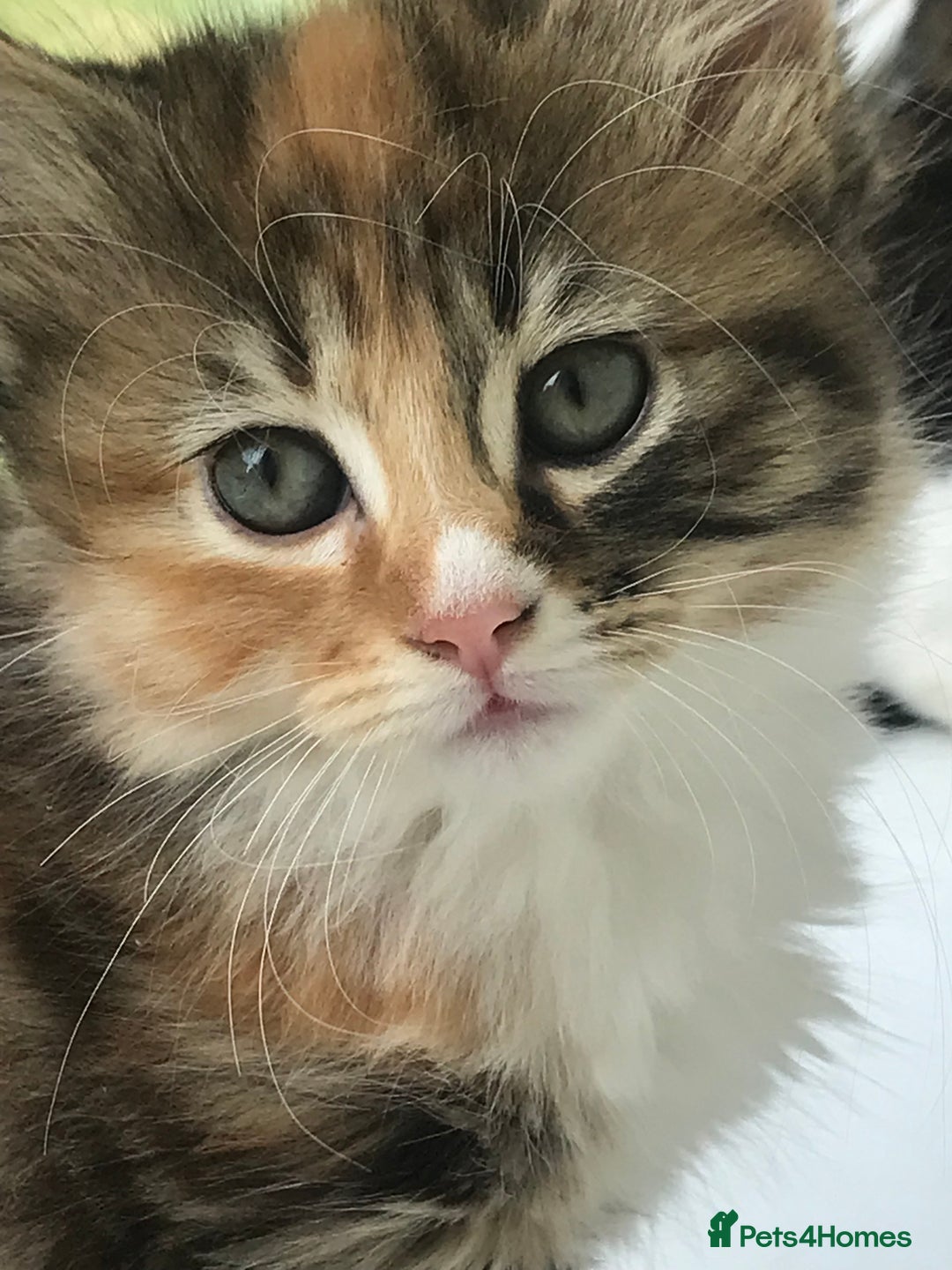 Egyptian Mau cats for sale: Adorable Calico Kitten Seeking Forever Home - Image 1