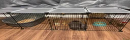 Mixed Breed rabbits for sale: Bernard Bunny - Advert 4