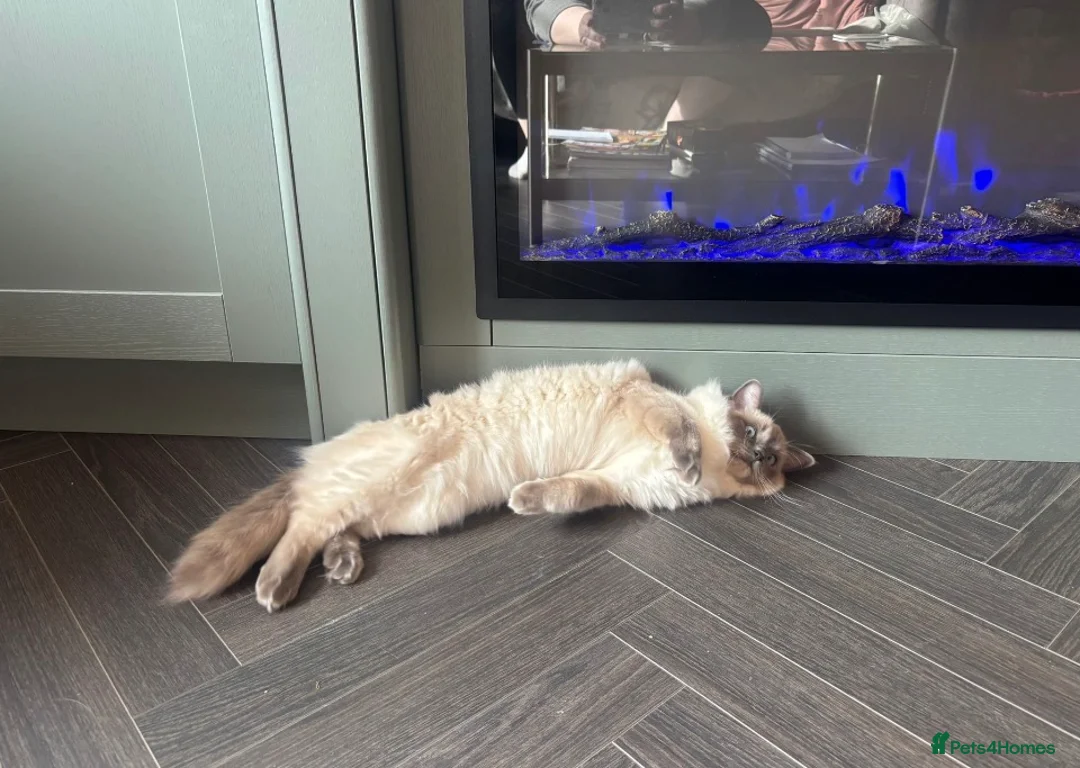 Ragdoll cats for sale: Beautiful 6mo ragdoll girl in Didcot - Advert 5