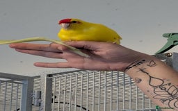 Parakeets birds for sale: Kakarikis - Image 2