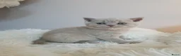 British Shorthair cats for sale: READY NOW🚗FREE DELIVERY  - Advert 12