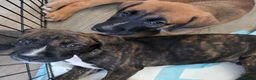Mixed Breed dogs for sale: 2 Lurcher x Boxer puppies - Advert 18