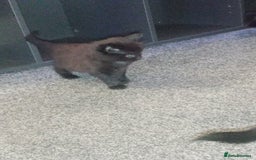 Mixed Breed cats for sale: 4 brown fully tabby kittens  - Image 6