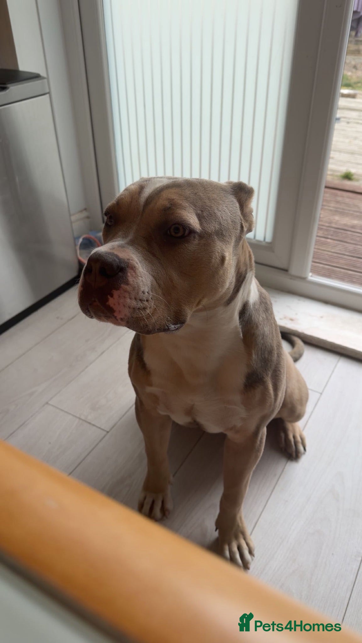 Mixed Breed dogs Beautiful Bully x staffy girl  - Advert 1