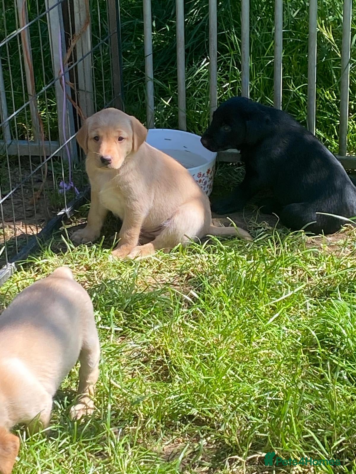 Labrador Retriever dogs Quality labrador Puppies, Veterinary recommended. - Advert 1