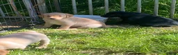 Labrador Retriever dogs for sale: Quality labrador Puppies, Veterinary recommended. - Advert 2