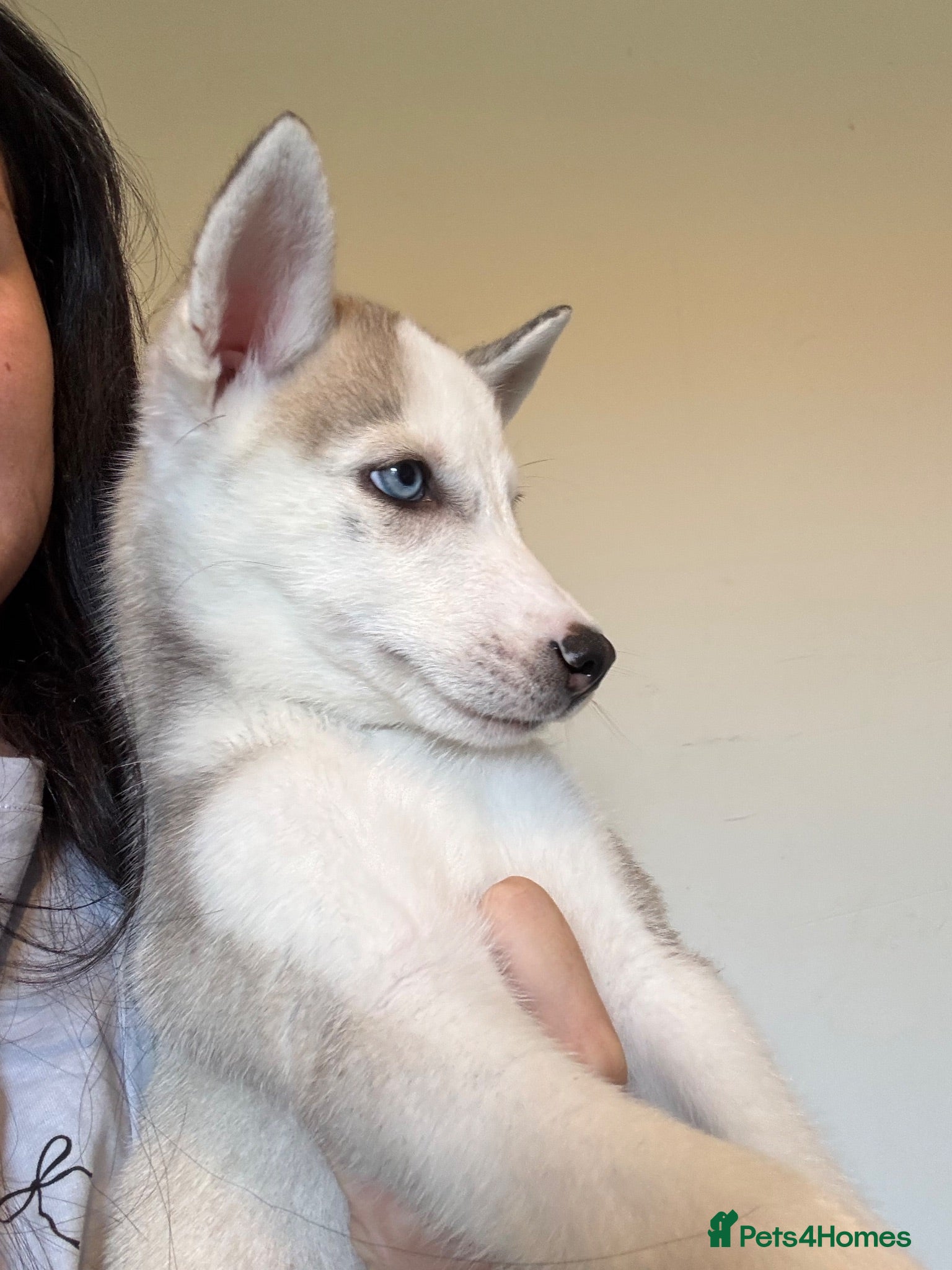 Siberian Husky dogs 2 husky’s pups for sale  - Advert 2