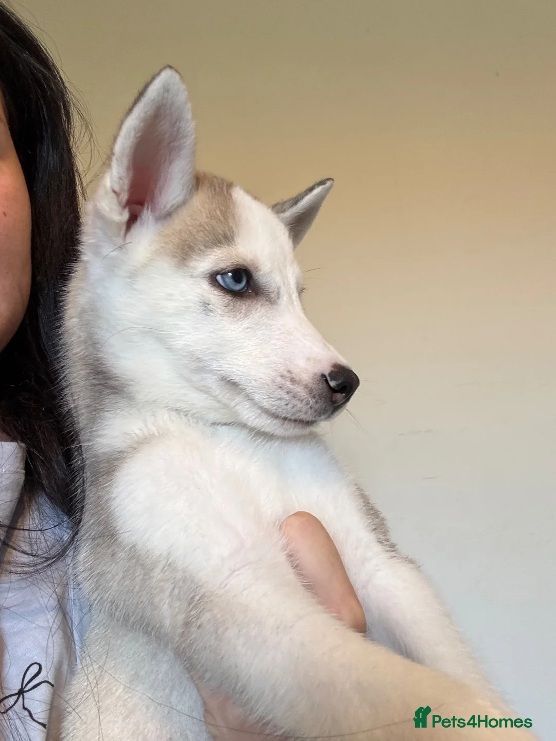 Siberian Husky dogs for sale: 2 husky’s pups for sale  - Advert 2