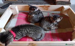 Bengal cats for sale: 6 Stunning Bengal Cross Kittens – Ready 31/10/2025 - Image 18