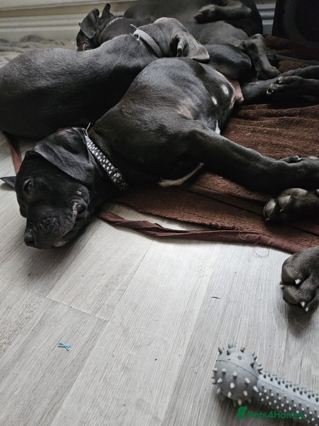 Mixed Breed dogs for sale: 3 labrador mix pupies - Advert 4