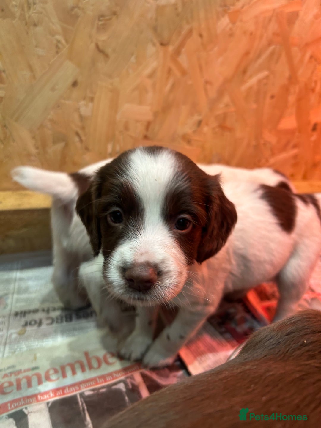 Sprocker dogs for sale: Working Sprocker Spaniels  - Advert 16