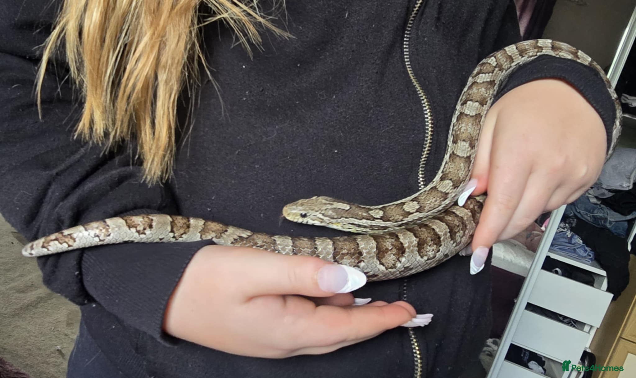 Snake reptiles Corn snake - Advert 5