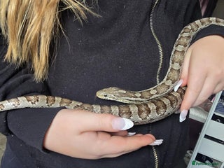 Snake reptiles - Advert 1