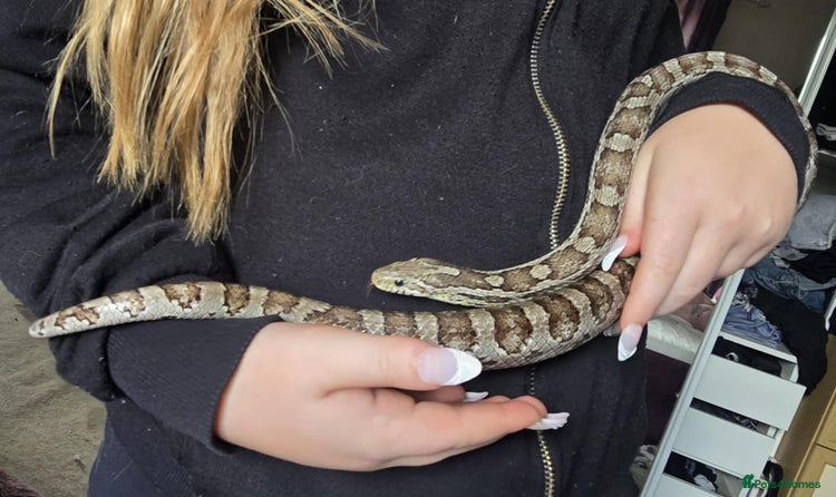 Snake reptiles - Advert 1