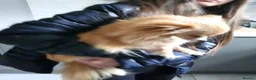 Pomeranian dogs for sale: Pomeranian puppies in Houghton le Spring - Advert 3