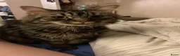 Mixed Breed cats for sale: Male boy cat looking for home - Advert 1
