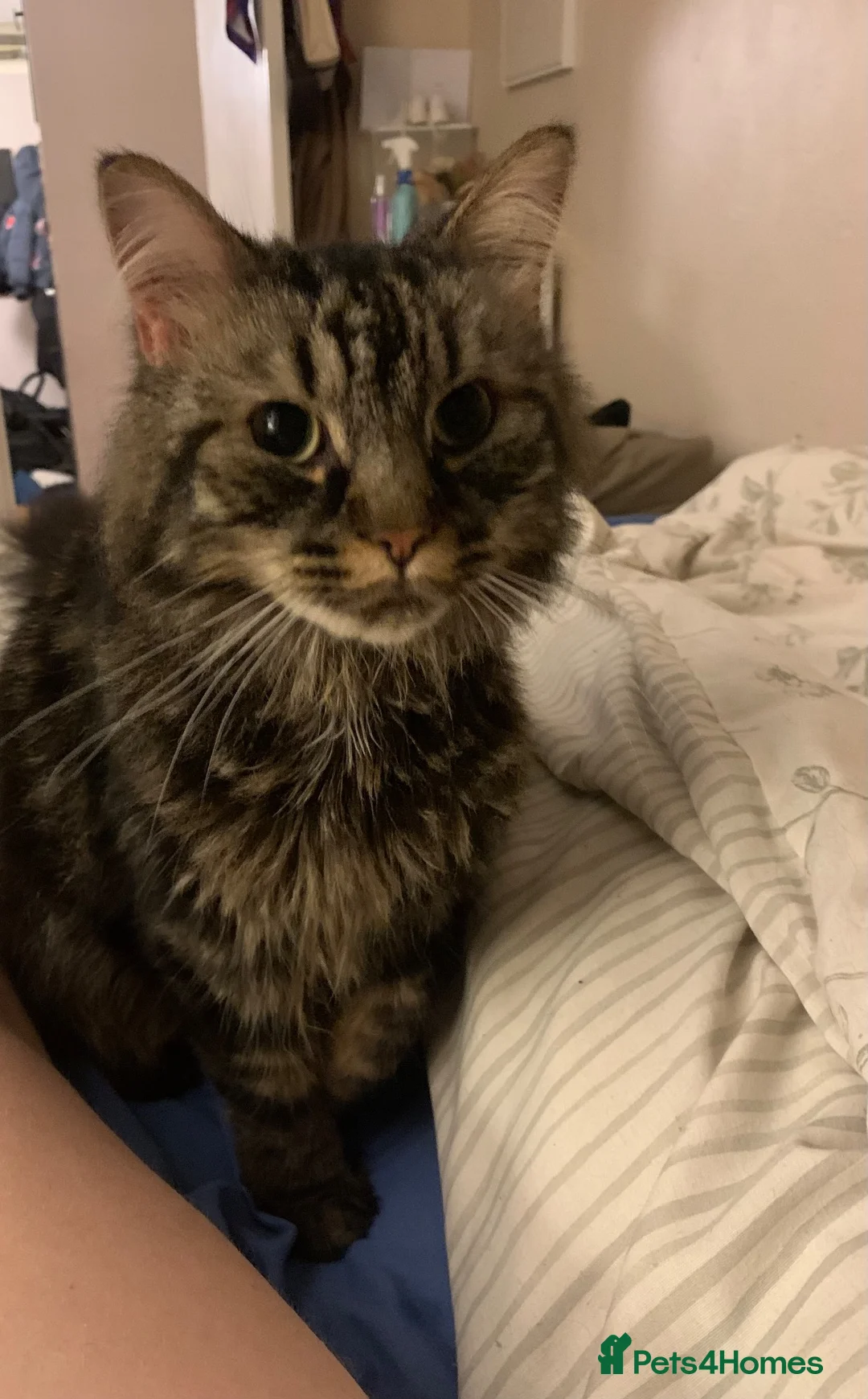 Mixed Breed cats for sale: Male boy cat looking for home - Advert 1