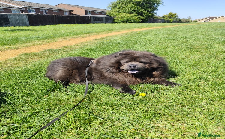Chow Chow dogs - Advert 1