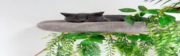 British Shorthair cats for sale: British short hair boy- GCCF registered - Advert 13