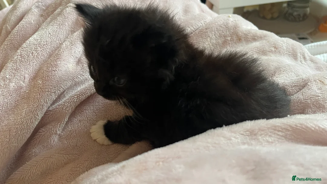 Ragdoll cats for sale:  Reserved! Ragdoll Kittens- Fluffy, Very Cuddly  - Advert 18