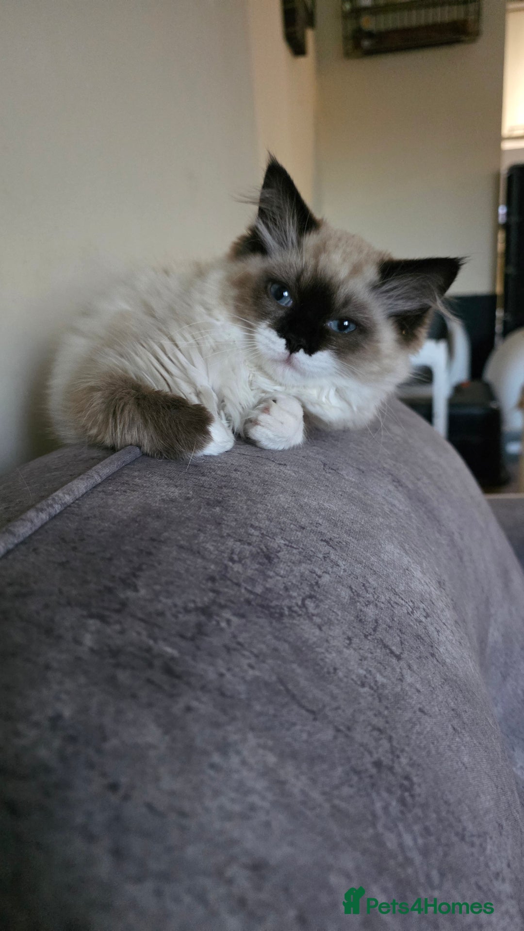 Ragdoll cats for sale: Female Seal Mitted Ragdoll - Advert 4
