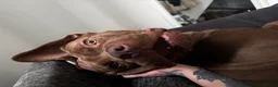 Cane Corso dogs for sale: 10 month old cane corso in Birchington - Advert 3