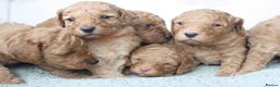 Cavapoo dogs for sale: 6 Cavapoos for sale - Advert 1