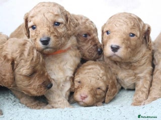 Cavapoo dogs 6 Cavapoos for sale - Advert 1