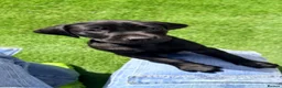 Labrador Retriever dogs for sale: KC Reg Black Labrador Puppies – Only 2 Girls Left! - Advert 13