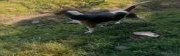 Beagle dogs for sale: Pure bred beagle male - Advert 3