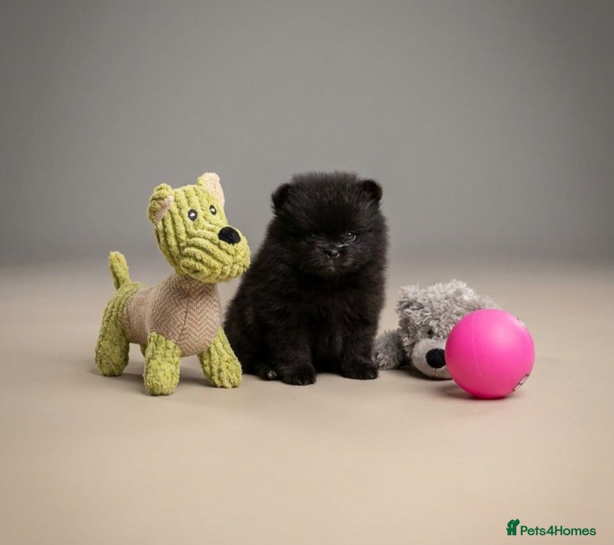 Pomeranian Puppy 3