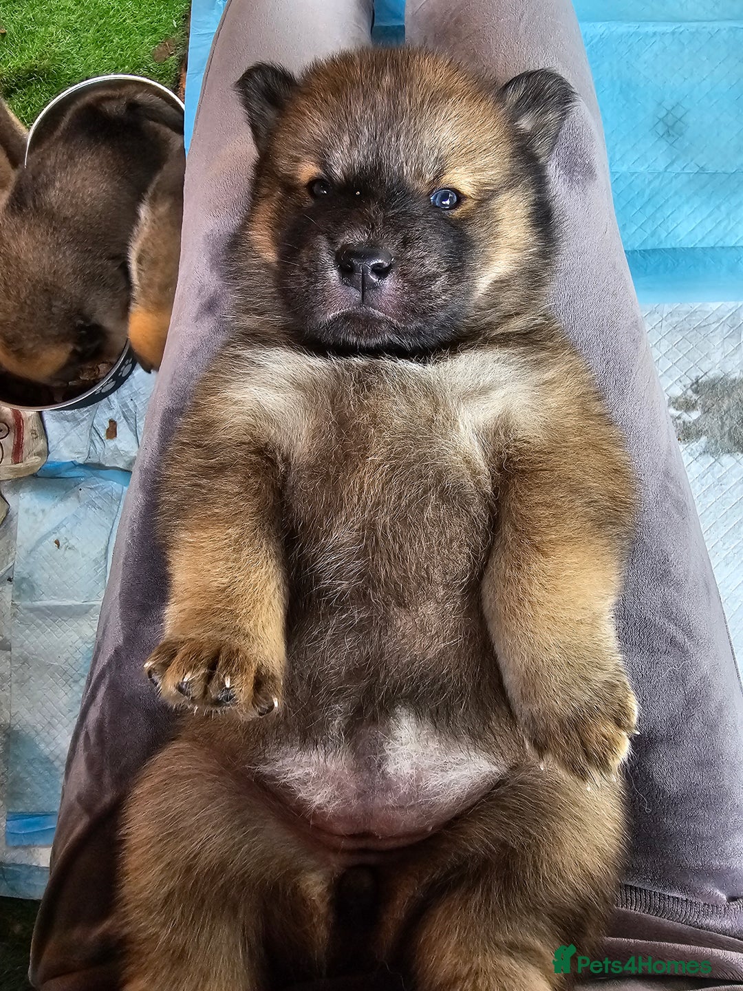 Mixed Breed dogs for sale: Chowsky puppies  chow chow  - Image 8