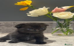 British Shorthair cats for sale: 🐾✨ READY for Their Forever Home ✨🐾 - Image 12