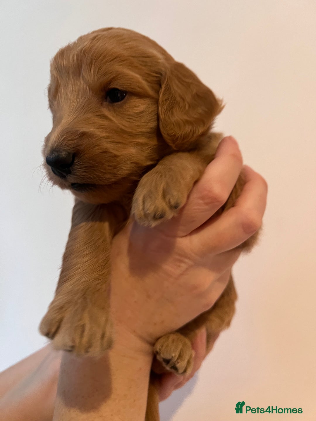 Cockapoo dogs for sale: Apricot F1B Cockapoo puppies - Advert 24